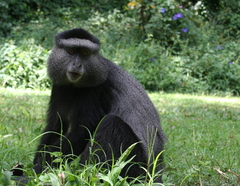Cercopithecus mitis stuhlmanni