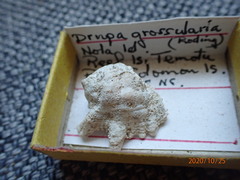Drupina grossularia