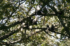 Colobus guereza matschiei
