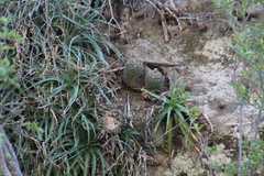 Mammillaria petrophila petrophila
