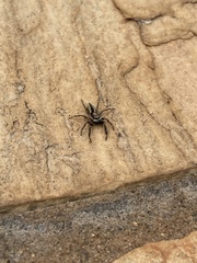 Menemerus bivittatus