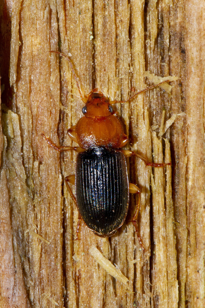 Red-headed Ground Beetle