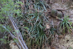 Mammillaria petrophila petrophila