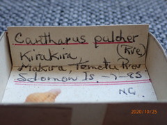 Clivipollia pulchra