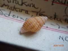 Clivipollia pulchra