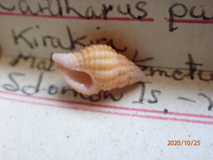 Clivipollia pulchra