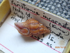 Peristernia reincarnata