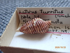 Turrilatirus turritus