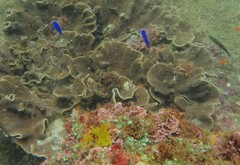 Pomacentrus coelestis