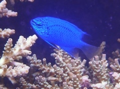 Chrysiptera springeri