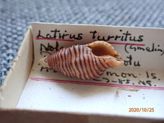 Turrilatirus turritus