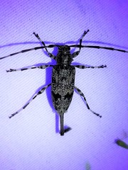 Graphisurus fasciatus