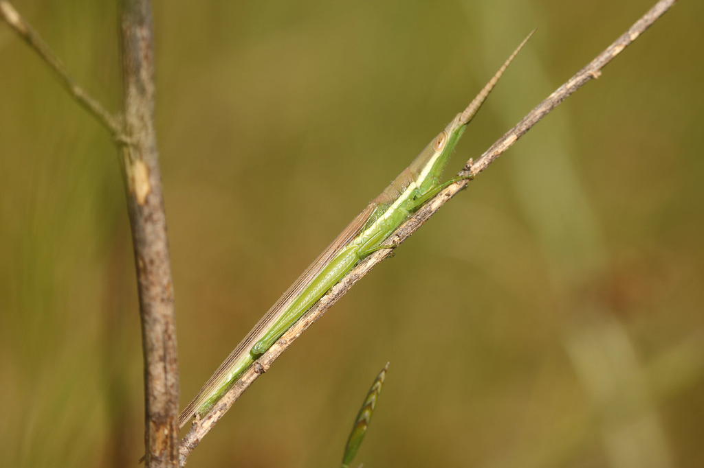 Leptysma argentina