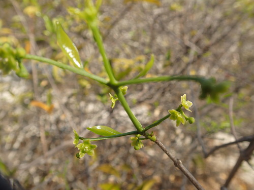 Pristimera malifolia image