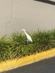 Bubulcus ibis