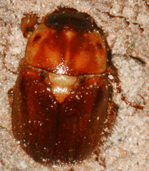 Cyclocephala borealis