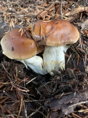 Phlegmacium variosimile