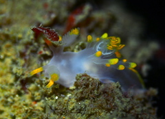 Ancula gibbosa
