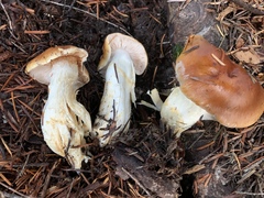 Phlegmacium variosimile