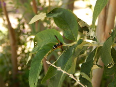 Hypodynerus tuberculatus