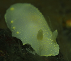 Cadlina laevis