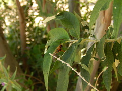 Hypodynerus tuberculatus