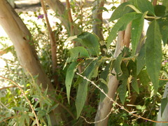 Hypodynerus tuberculatus