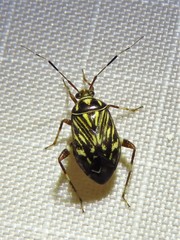 Taedia virgulata
