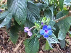 Eranthemum