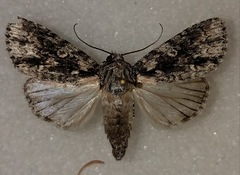 Acronicta brumosa