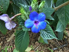Eranthemum
