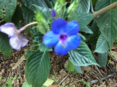Eranthemum