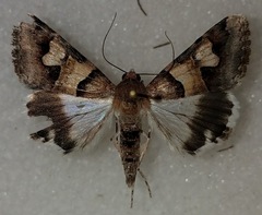 Drasteria pallescens