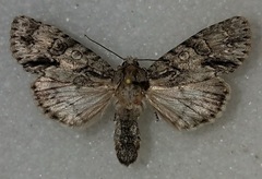 Acronicta beameri