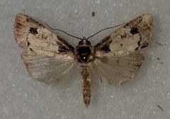 Bryolymnia viridimedia