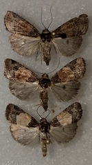 Bryolymnia biformata