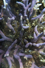 Montipora digitata