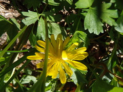 Nothocalais alpestris