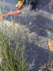 Eragrostis pectinacea pectinacea