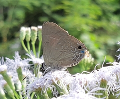 Deudorix epijarbas