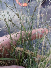 Eragrostis pectinacea pectinacea
