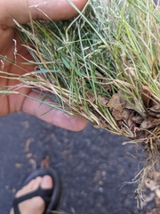 Eragrostis pectinacea pectinacea