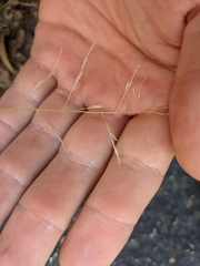 Eragrostis pectinacea pectinacea