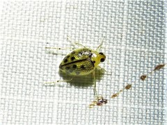Peltodytes litoralis