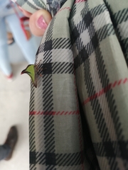 Umbonia