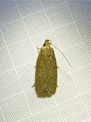 Glyphidocera juniperella