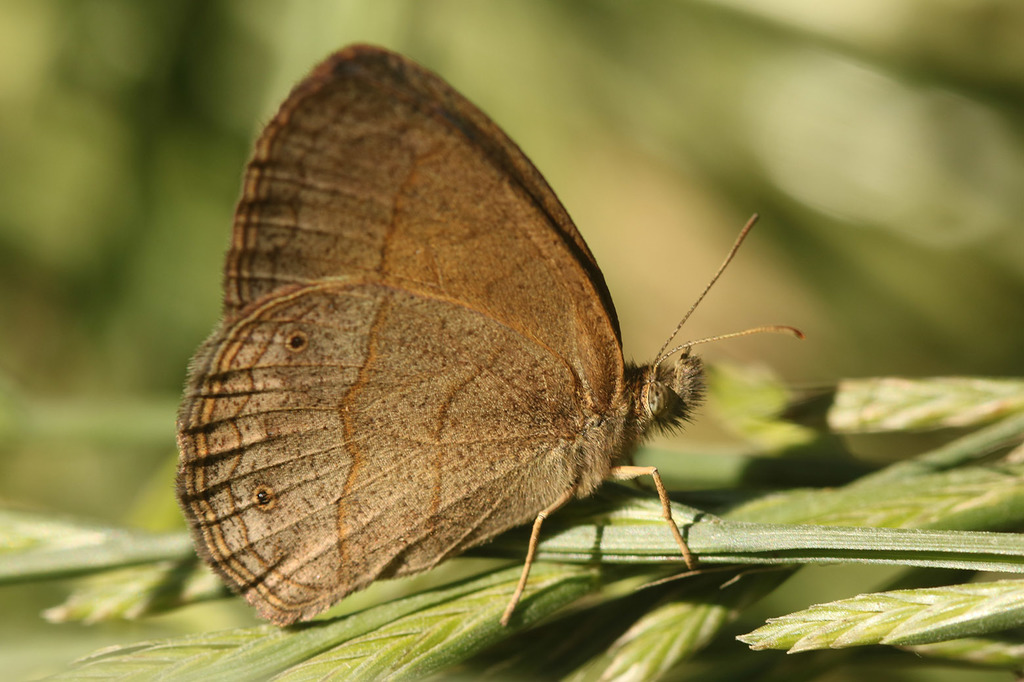 Yphthimoides celmis