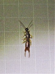 Spongiphoridae