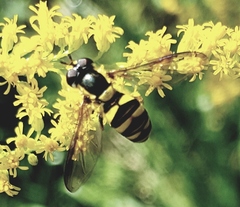 Epistrophella emarginata