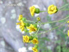 Senecio picridis